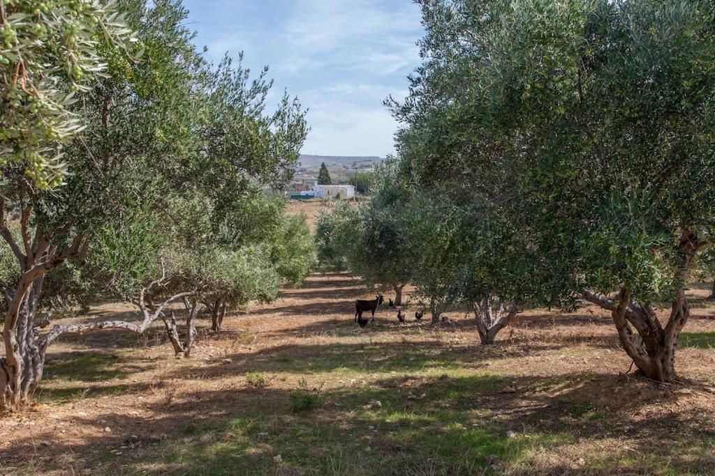 Olive Tree Farm 200M From The Beach Επισκοπή Χανίων Εξωτερικό φωτογραφία