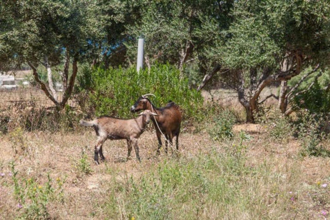 Olive Tree Farm 200M From The Beach Επισκοπή Χανίων Εξωτερικό φωτογραφία